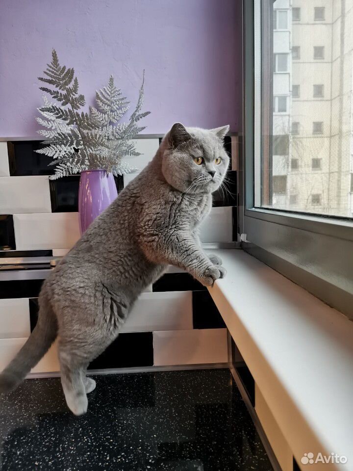 Британский кот для вязки купить на Зозу.ру - фотография № 3