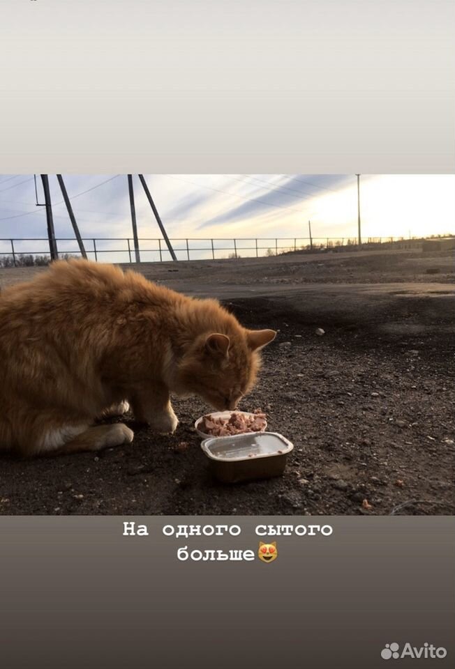Рыжий котик в добрые руки купить на Зозу.ру - фотография № 9