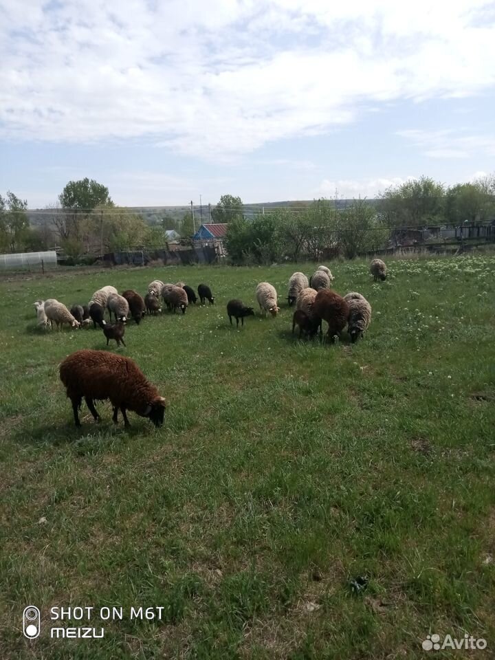 Романовские овцы купить на Зозу.ру - фотография № 3