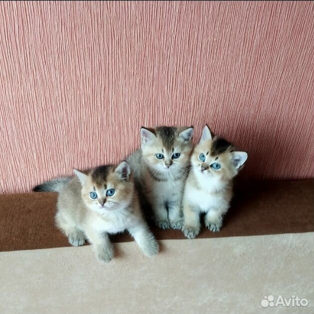 Британские золотые котята купить на Зозу.ру - фотография № 1