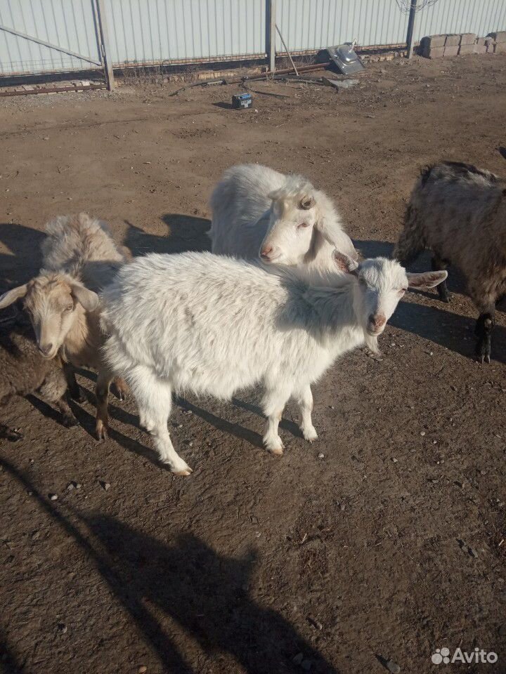 Козел коза купить на Зозу.ру - фотография № 3