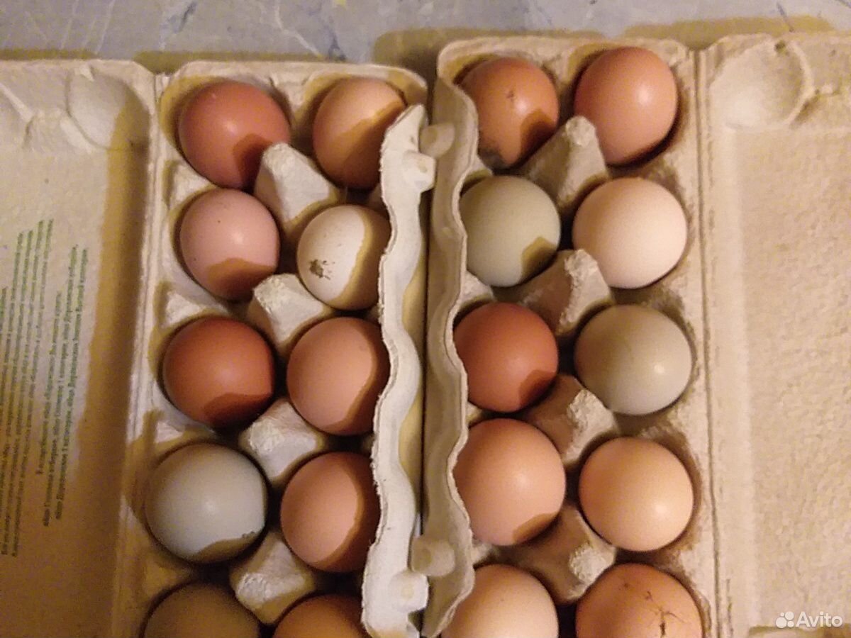 Яйцо для инкубации купить на Зозу.ру - фотография № 1