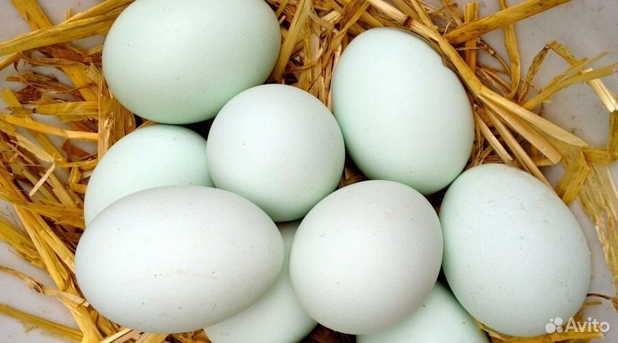 Купить инкубационное яйцо брянская область