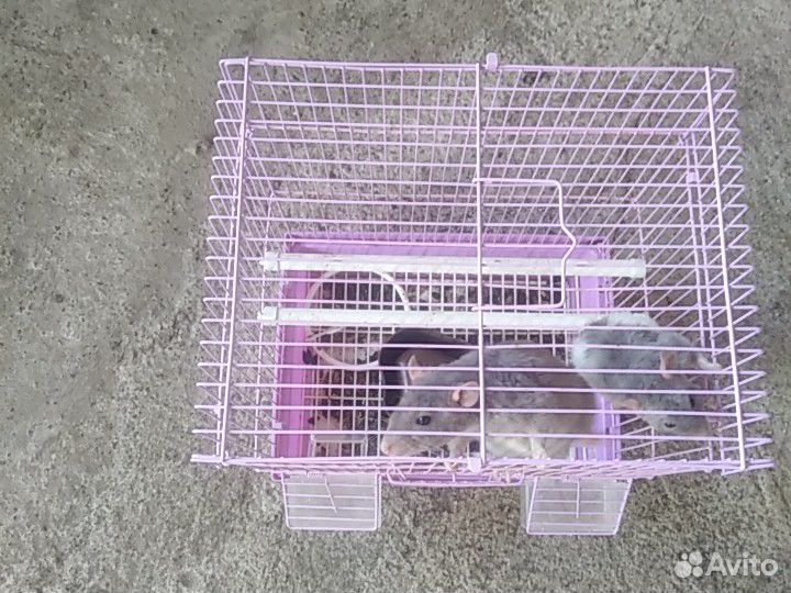 Крысы + к ним идёт клетка кармушка и две паилки купить на Зозу.ру - фотография № 2