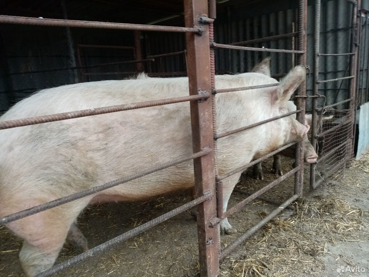 Продам свинку на племя с крупных пород 8 месяцев п купить на Зозу.ру - фотография № 1