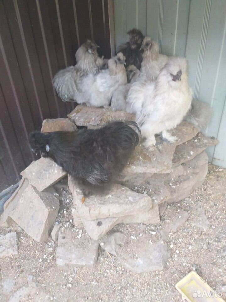Китайская шелковая цыплята и куры купить на Зозу.ру - фотография № 4