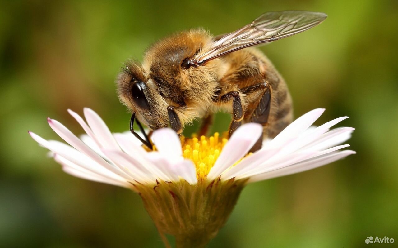 Продам пчелосемьи с ульями и без купить на Зозу.ру - фотография № 1