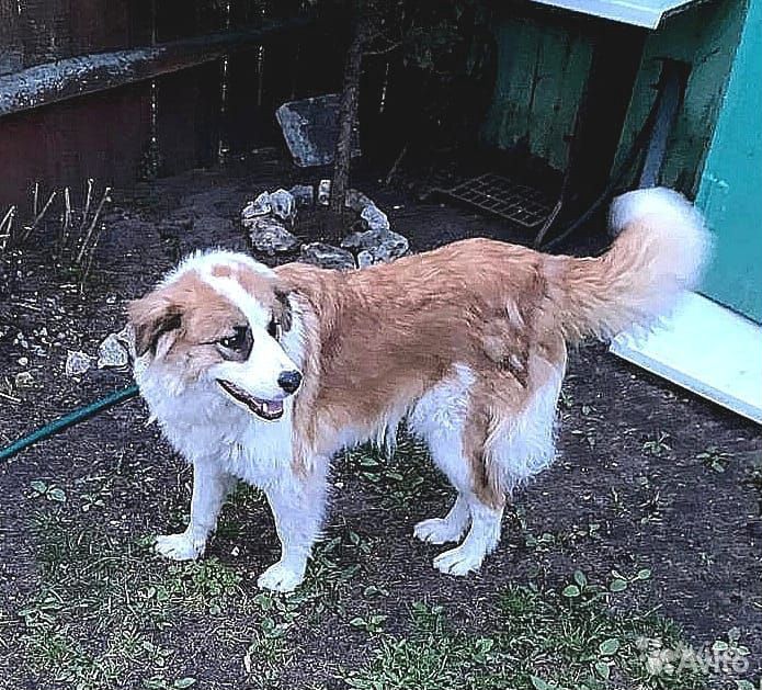 Собака-сирота ищет нового хозяина купить на Зозу.ру - фотография № 2