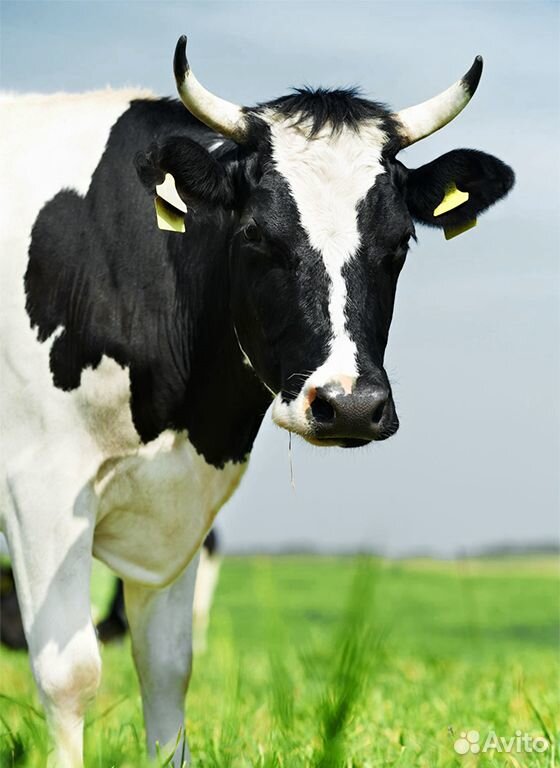 Продам корову, по всем вопросам обращаться по теле купить на Зозу.ру - фотография № 1