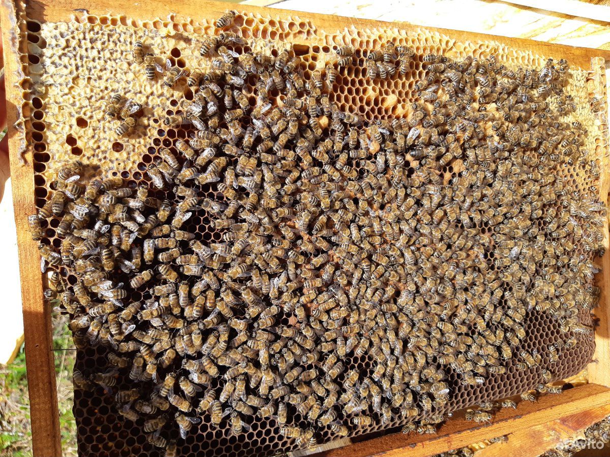 Пчелосемьи купить воронежская. Пчелопакеты. Четырех рамочные пчелопакеты. Продажа пчел. Продается пчела по запчастям.