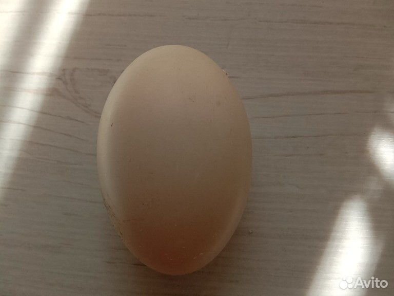 Инкубационные яйцо мускусной утки купить на Зозу.ру - фотография № 2