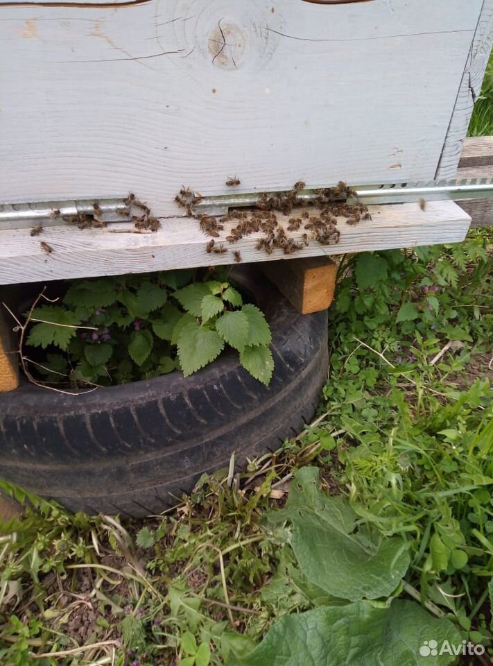 Продажа пчелосемей среднерусской породы купить на Зозу.ру - фотография № 1