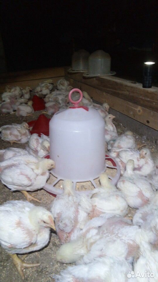 Бройлер кобб-500 цыплята купить на Зозу.ру - фотография № 5