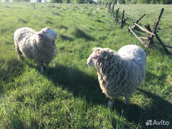 Овца с барашком купить на Зозу.ру - фотография № 4