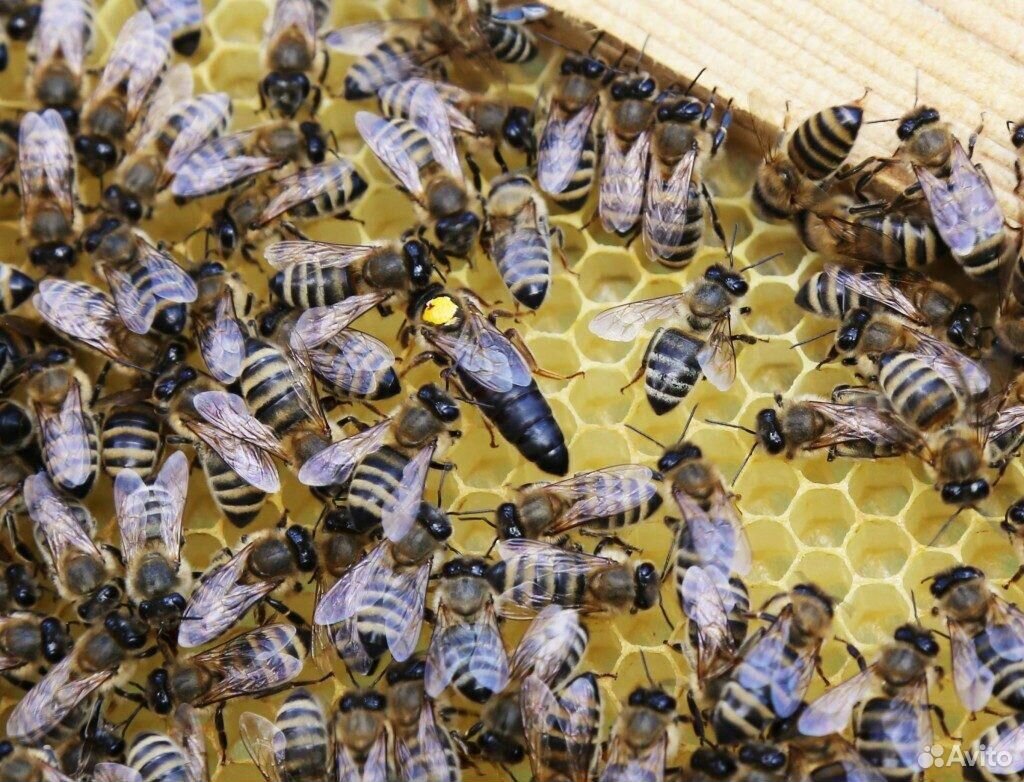 Пчело пакеты купить на Зозу.ру - фотография № 1