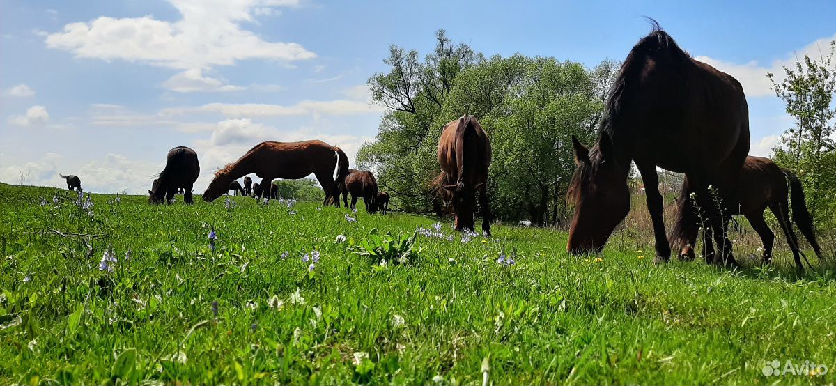 Лошади рысистых пород купить на Зозу.ру - фотография № 5