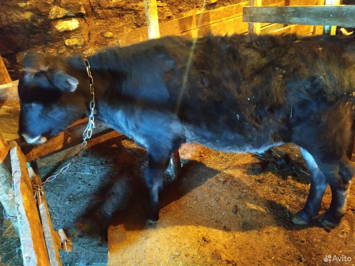 Молочный теленок купить на Зозу.ру - фотография № 1