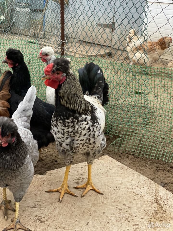 Цыплята,инкубационные яйца купить на Зозу.ру - фотография № 6