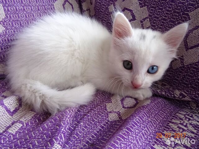 Белый котёнок купить на Зозу.ру - фотография № 1