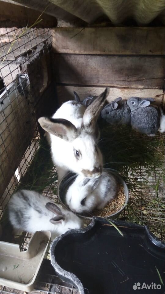 Крольчиха с крольчатами купить на Зозу.ру - фотография № 3