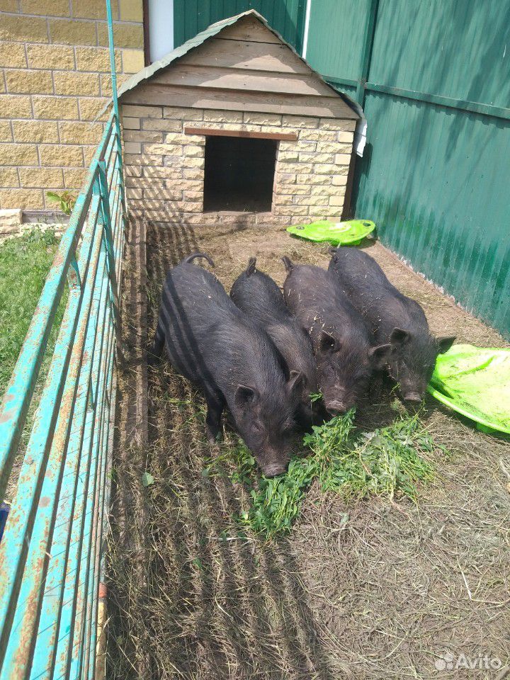 Вьетнамские свиньи купить на Зозу.ру - фотография № 7