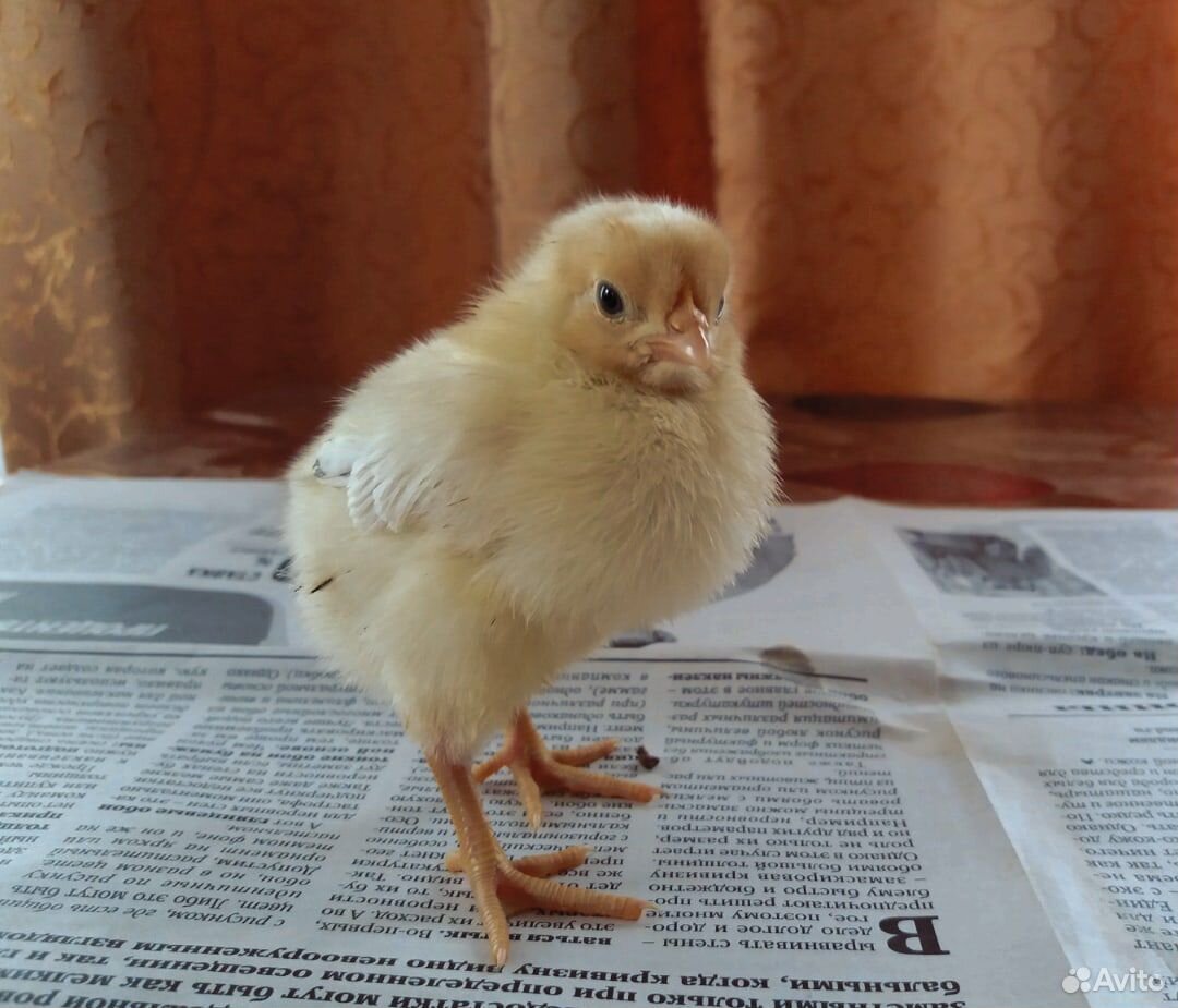 Цыплята суточные, недельные купить на Зозу.ру - фотография № 1