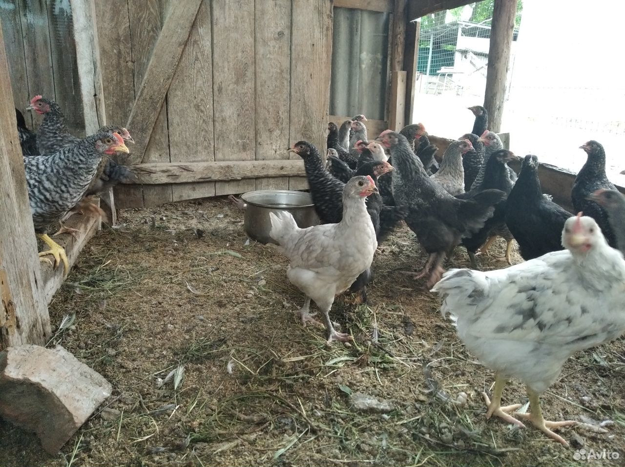 Продам цыплят купить на Зозу.ру - фотография № 2