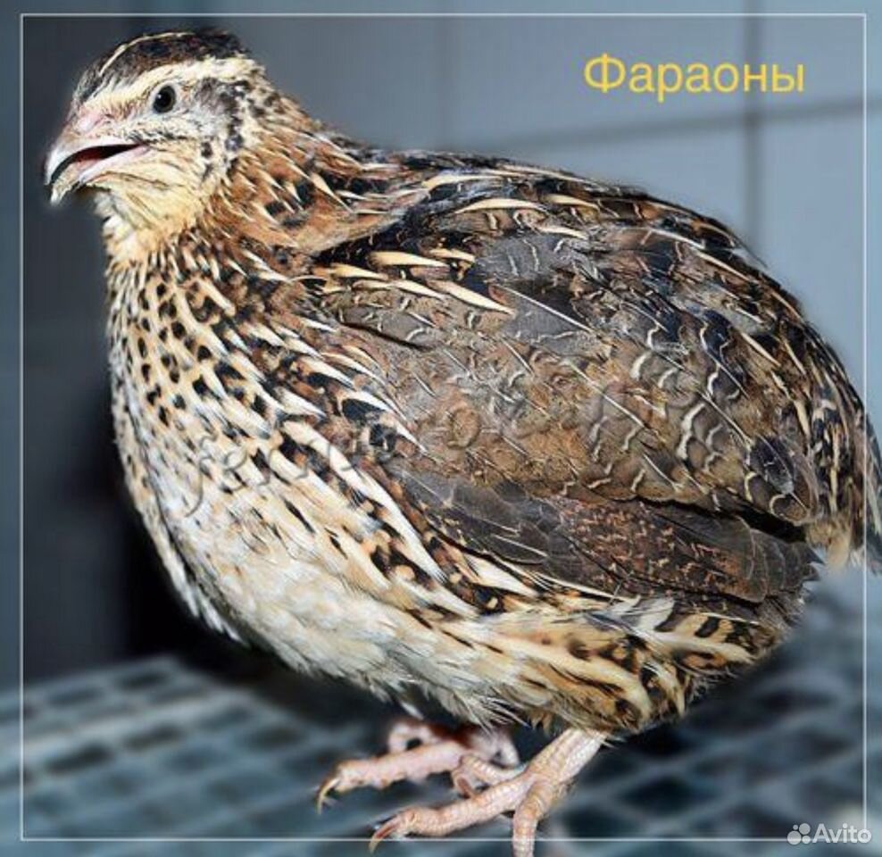 Продажа инкубационных яиц, цыплят перепелов купить на Зозу.ру - фотография № 2