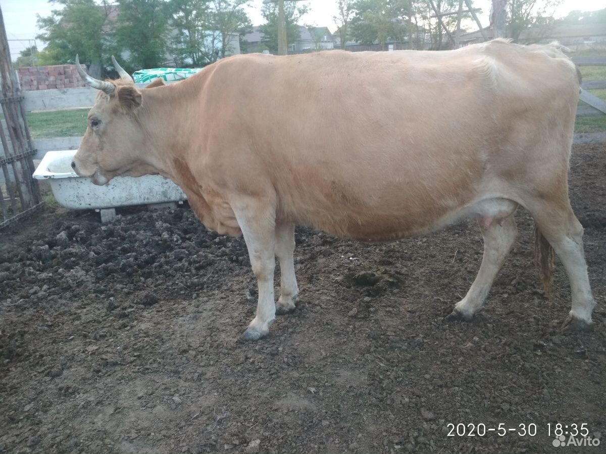 Продается корова и бычок купить на Зозу.ру - фотография № 2