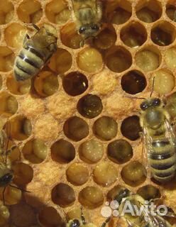 Сильные пчелосемьи купить на Зозу.ру - фотография № 1