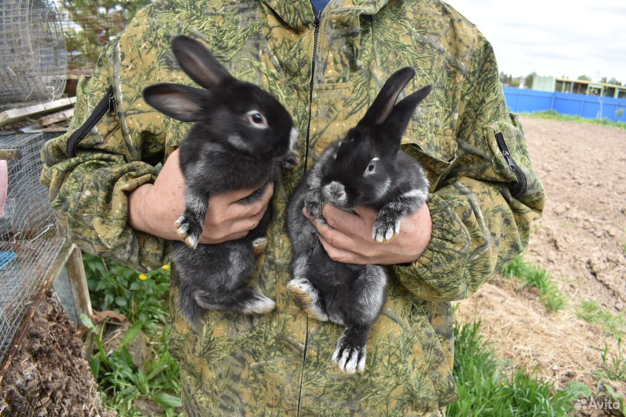 Породистые кролики купить на Зозу.ру - фотография № 5