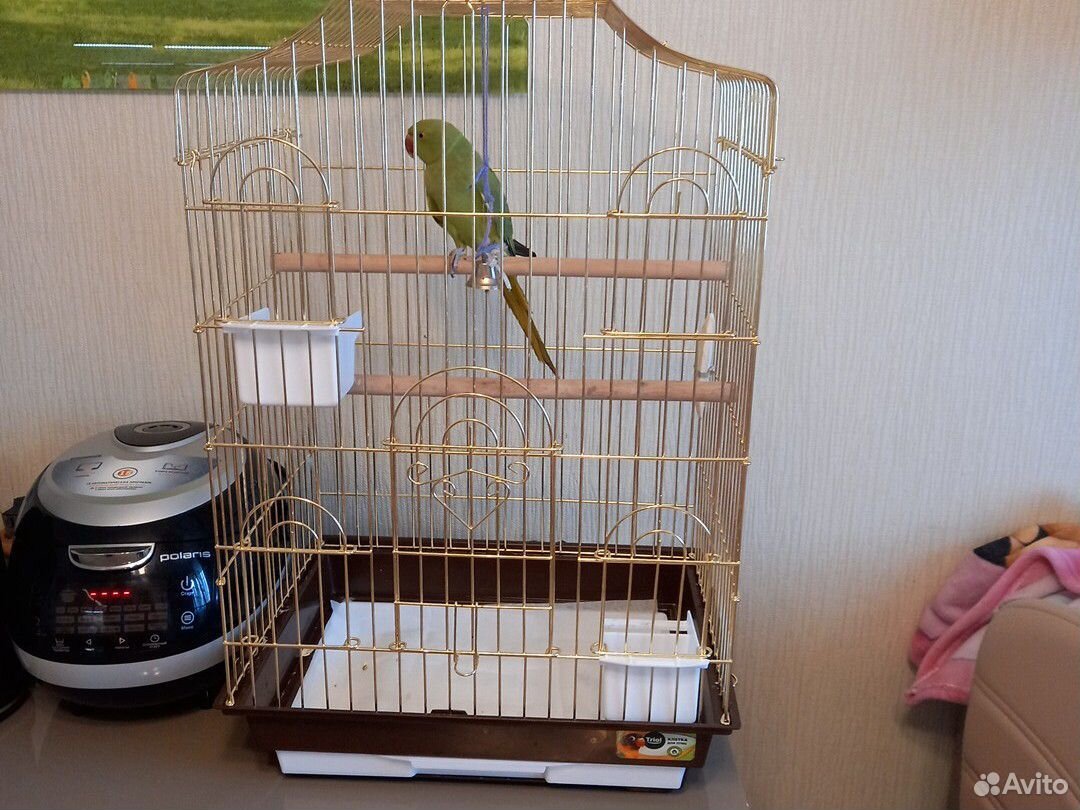 Ожереловый попугай с клеткой купить на Зозу.ру - фотография № 4