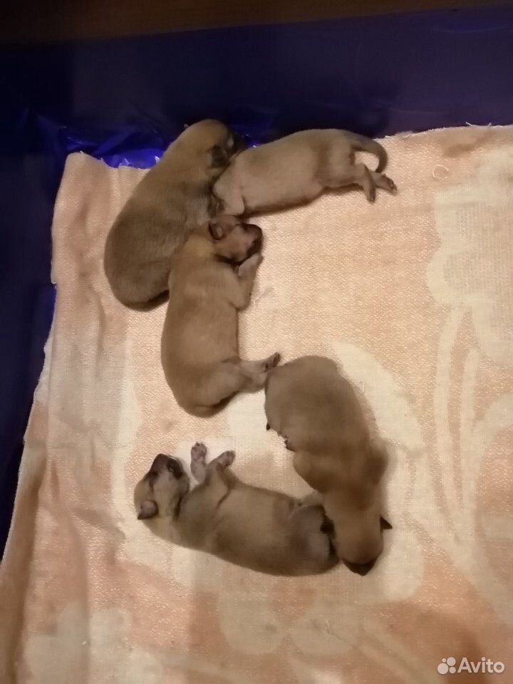Авито Мурманск Щенки Купить