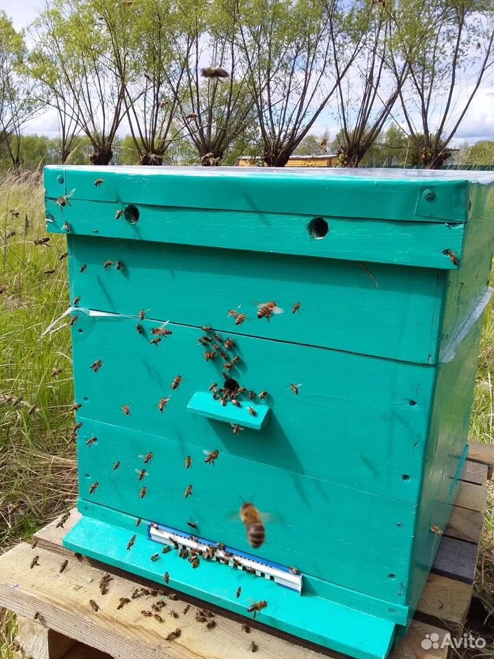 Канди для пчёл купить на Зозу.ру - фотография № 1