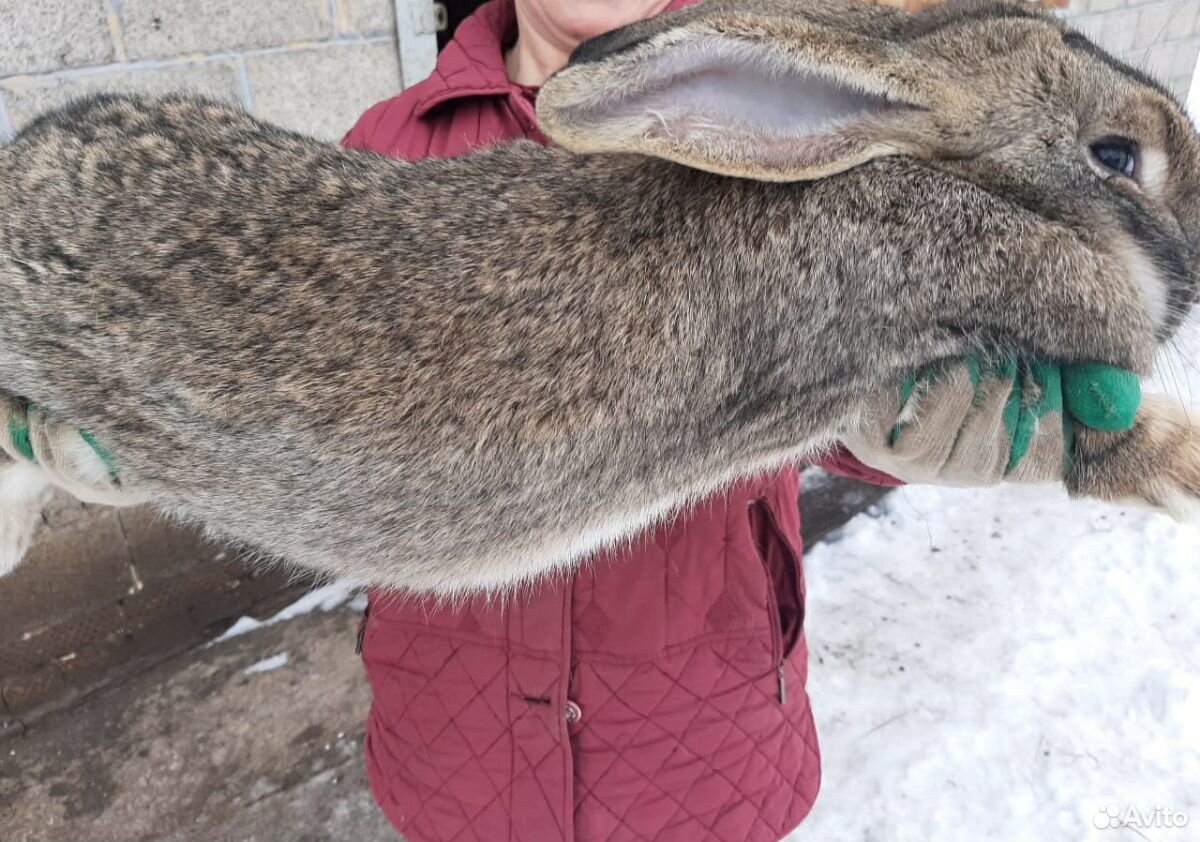 Продаются кролики гиганты, бараны купить на Зозу.ру - фотография № 2