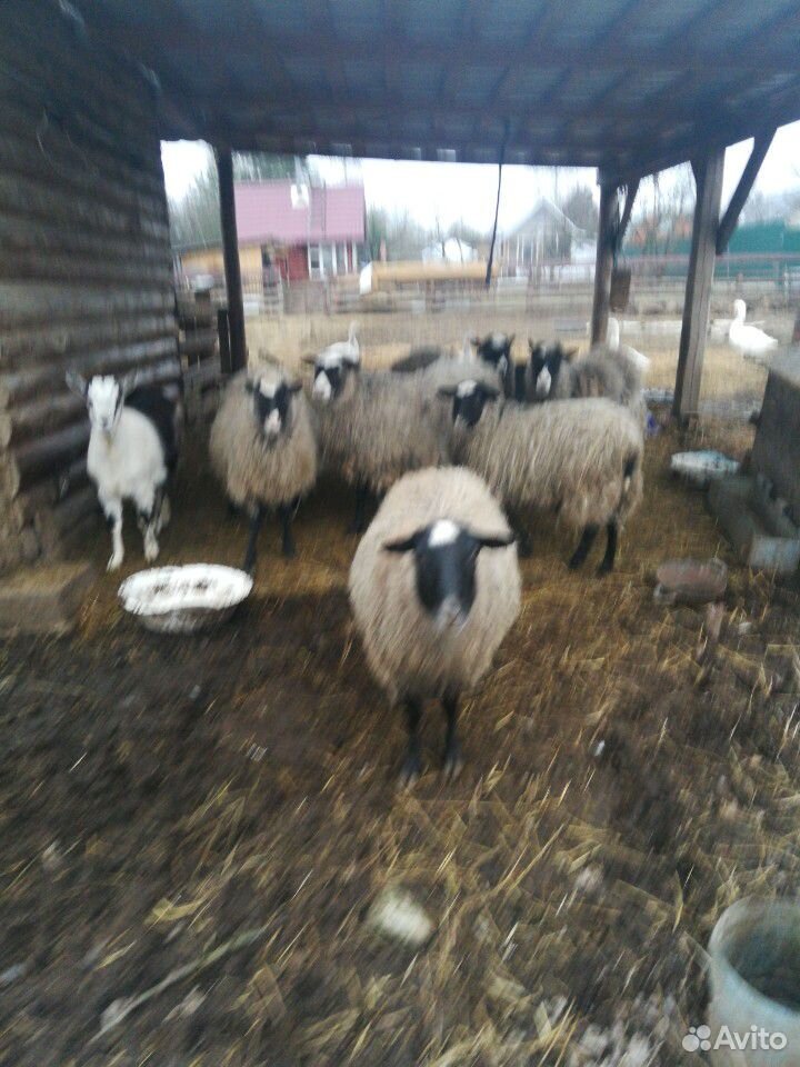 Овцы, барашки, козы, кролики купить на Зозу.ру - фотография № 1