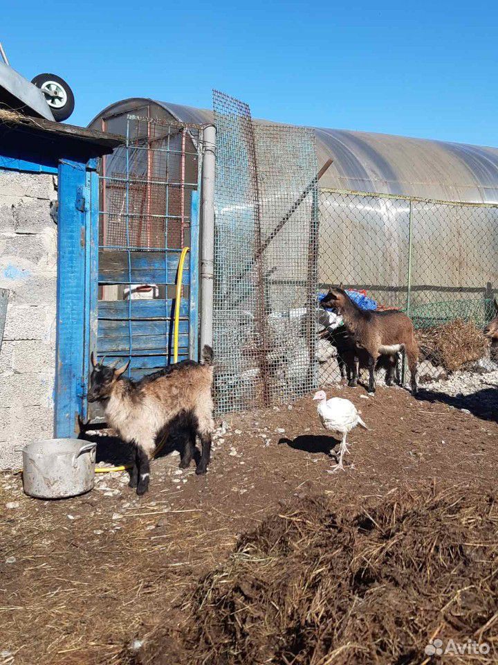 Коза и два козленка купить на Зозу.ру - фотография № 5