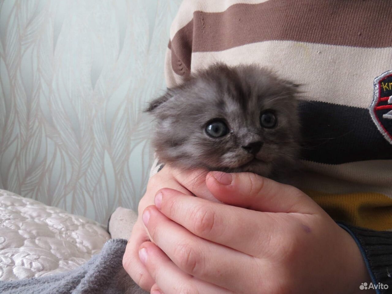 Продаю котят купить на Зозу.ру - фотография № 4