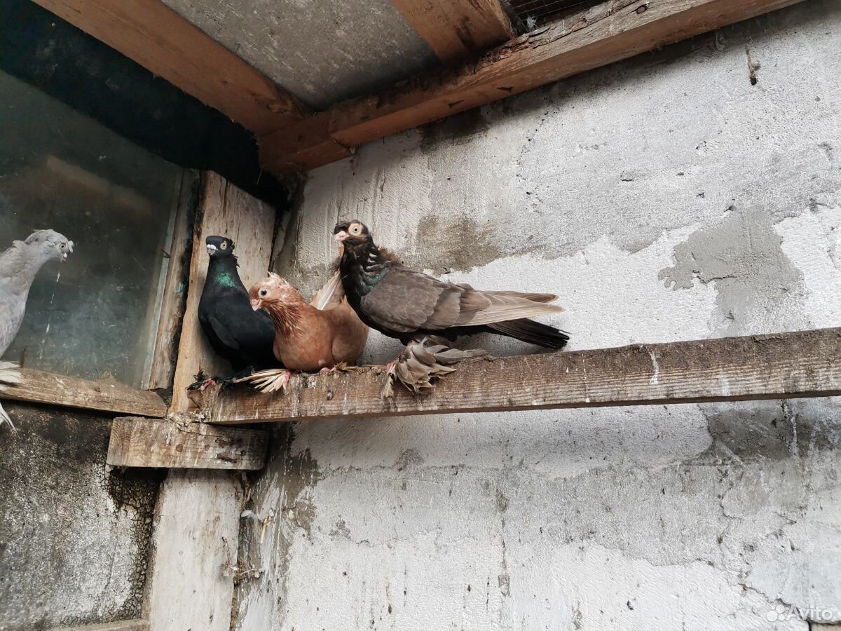 Продам узбекских бойных голубей купить на Зозу.ру - фотография № 9