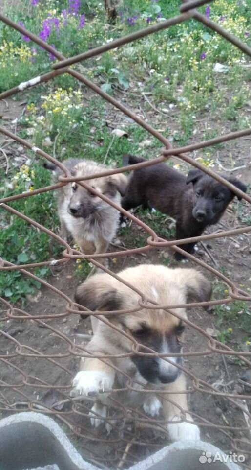 Замечательные щенки ждут своих хозяев, 2,5 месяца купить на Зозу.ру - фотография № 2