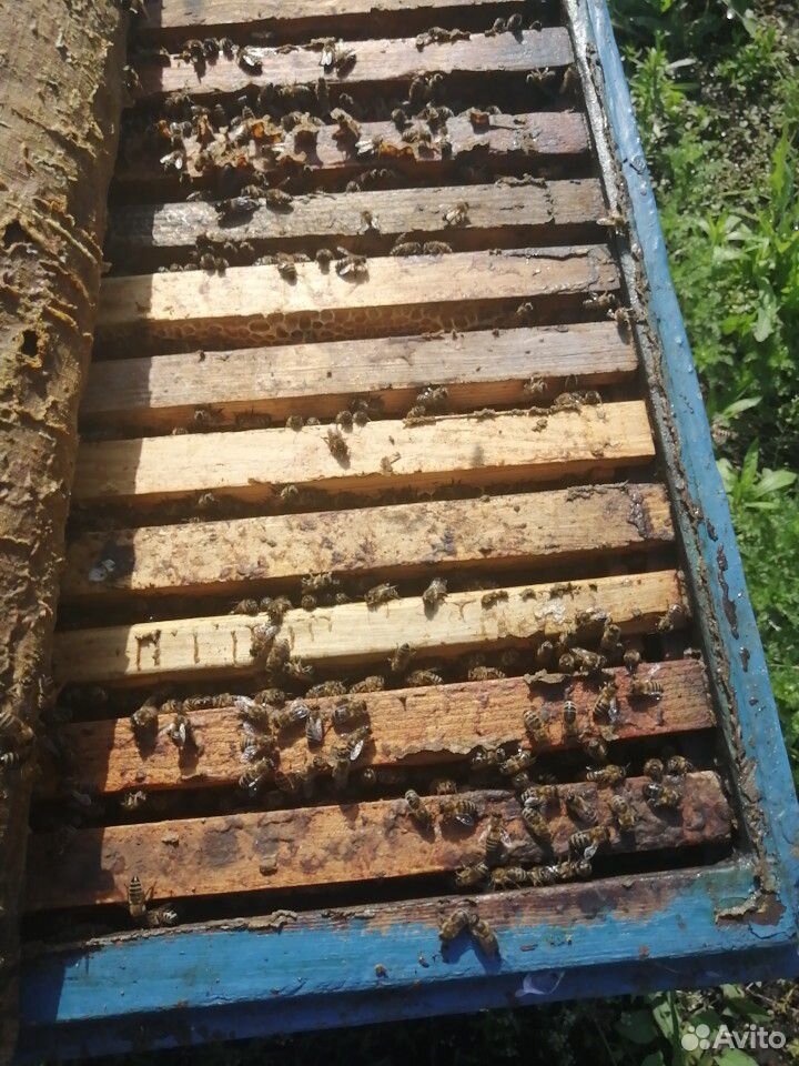Улей с пчелами. Пчелосемьи. Отводки купить на Зозу.ру - фотография № 4
