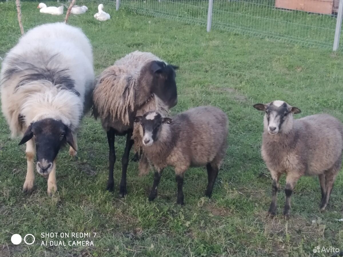 Овца с ягнятами, ягнята, баран купить на Зозу.ру - фотография № 4