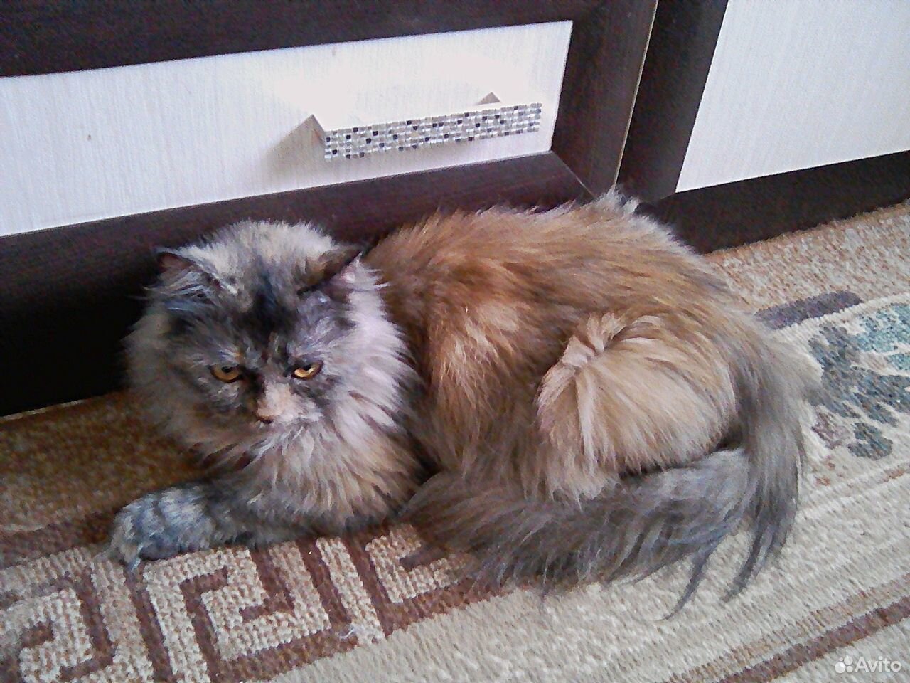 Котик три месяца купить на Зозу.ру - фотография № 3