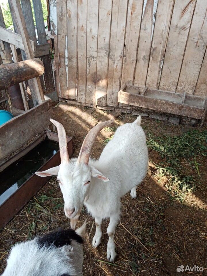 Козел и коза купить на Зозу.ру - фотография № 3