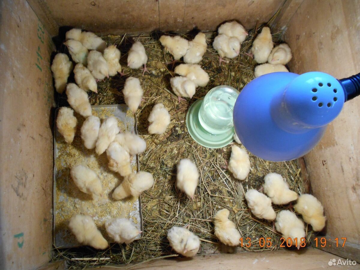 Цыплята бройлер купить на Зозу.ру - фотография № 2