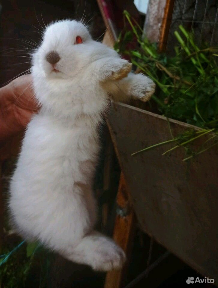 Маленькие кролики купить на Зозу.ру - фотография № 1