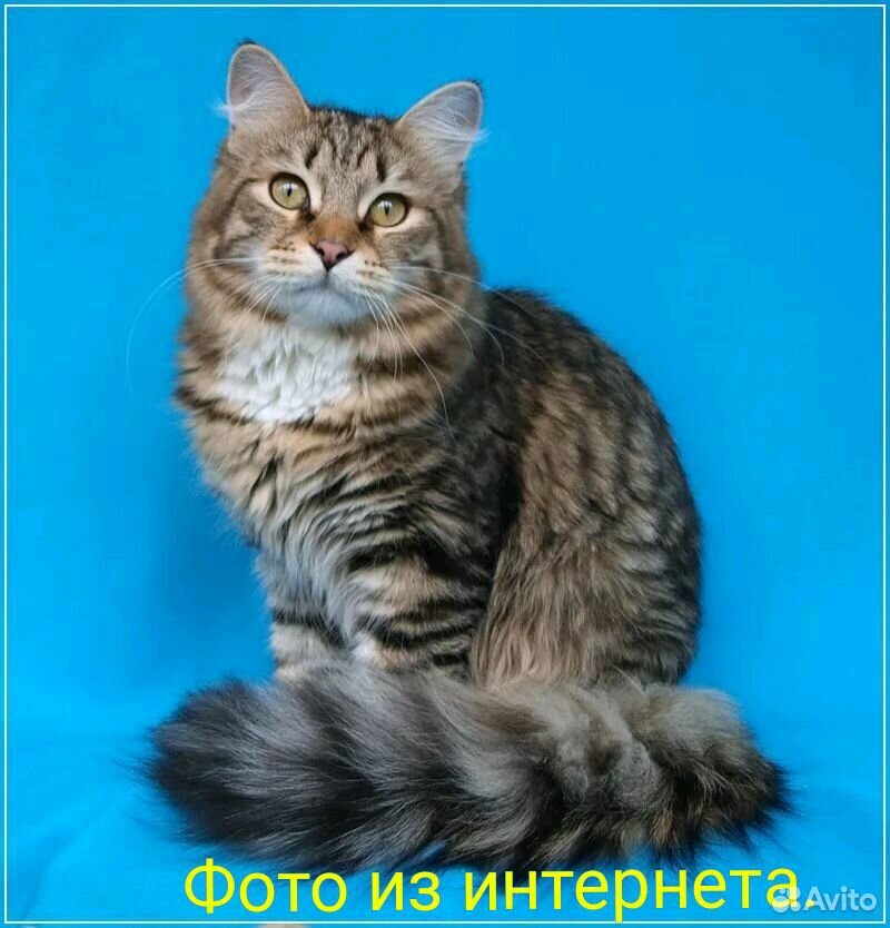 Кошечки в добрые руки купить на Зозу.ру - фотография № 6