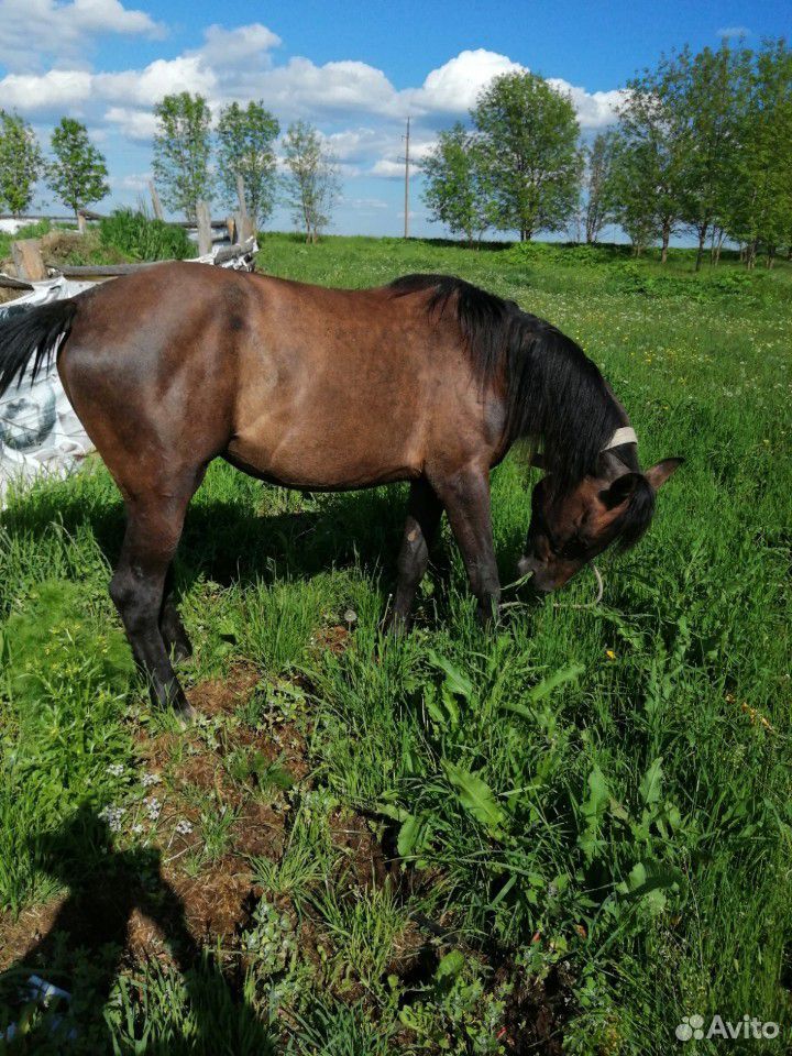 Лошадь кобыла купить на Зозу.ру - фотография № 2