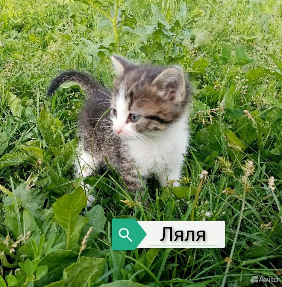 Котята в поисках дома купить на Зозу.ру - фотография № 5