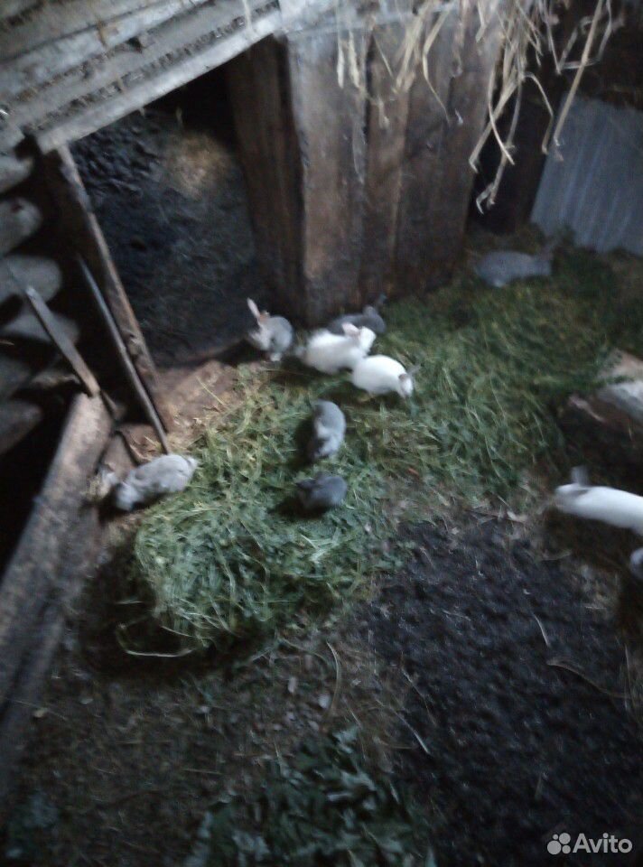 Кролики 3,5х месячные купить на Зозу.ру - фотография № 4